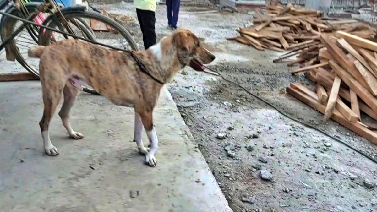फिल्म की शूटिंग के लिए मुंबई से लाया गया स्पेशल डॉग