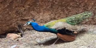 کنویں میں مور اور سانپ آمنے سامنے... لڑائی کی ویڈیو دیکھیں