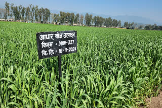 हिमाचल में किसानों को उपलब्ध होंगे गेहूं की नई किस्मों के बीज