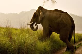 BANDHAVGARH 2 ELEPHANT BEHAVIOR