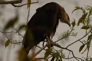 Endangered Pallas’s Fish Eagle in Assam’s Kaziranga National Park