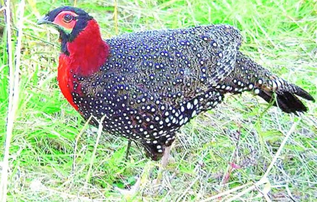 Jajurana