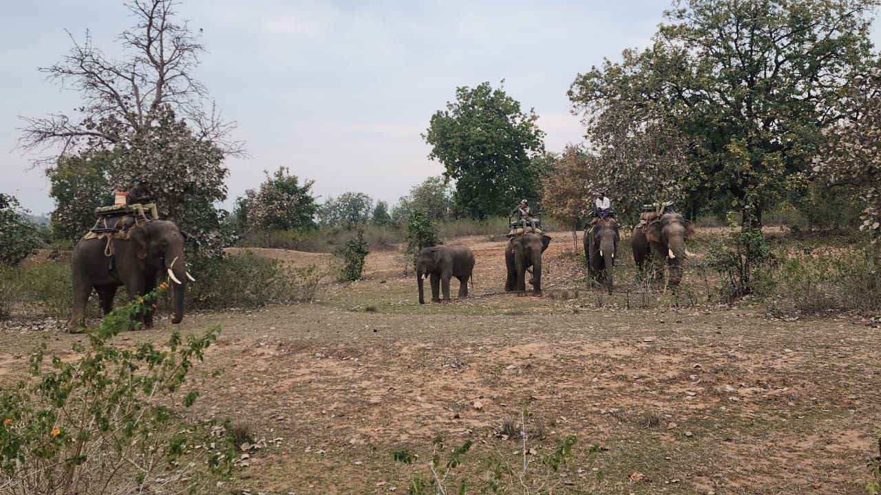 BANDHAVGARH 2 ELEPHANT COLLAR ID