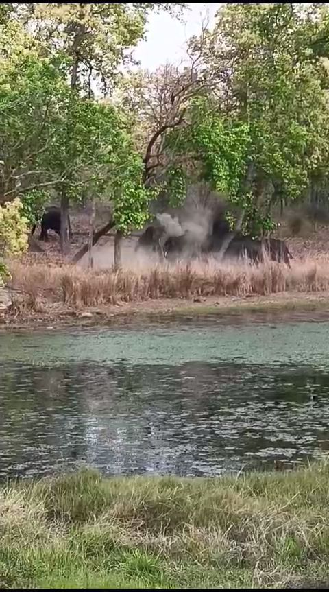 2 COLLAR ID ELEPHANTS BEHAVIOR