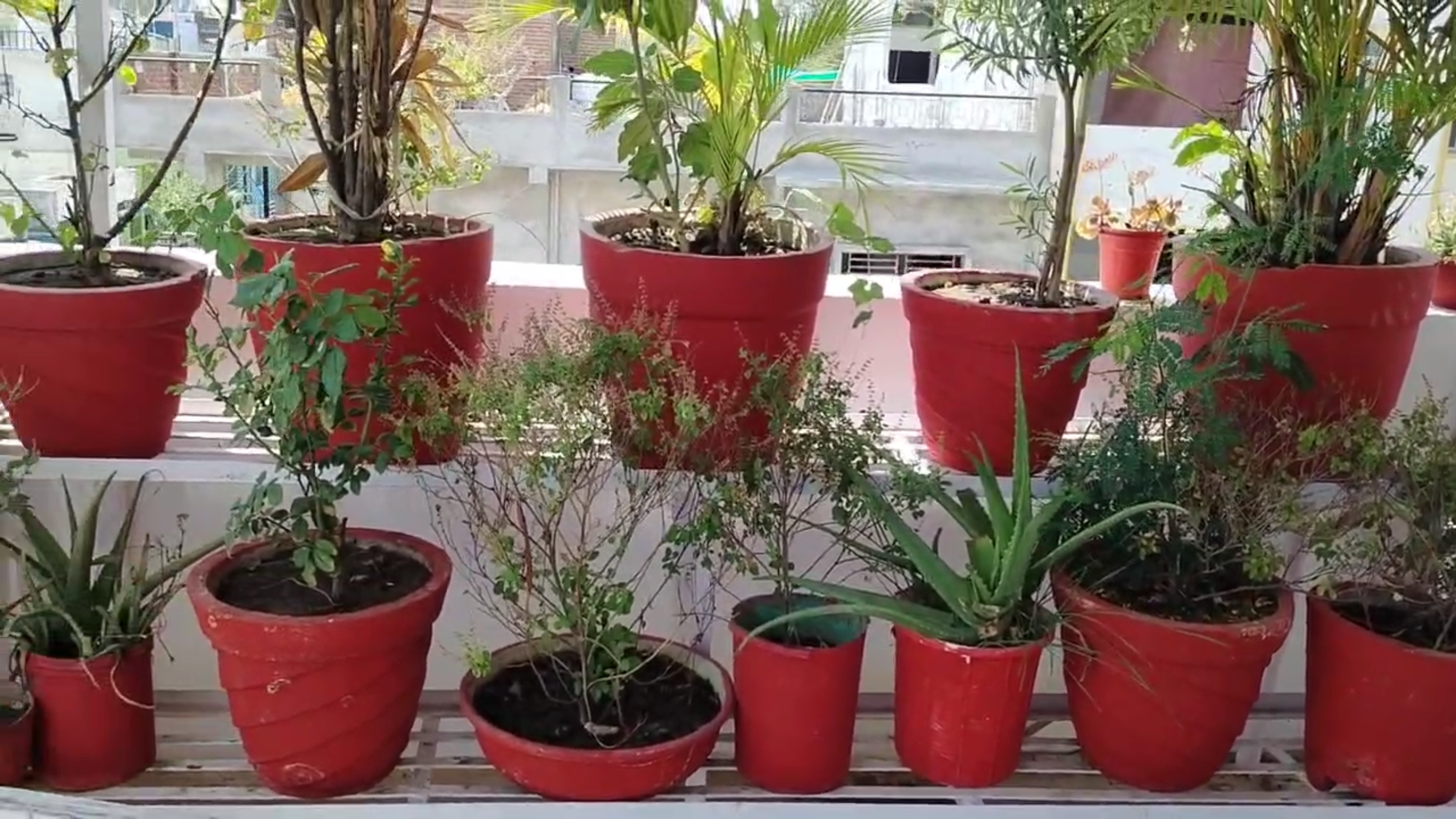 Chhatarpur Terrace Vegetable Garden