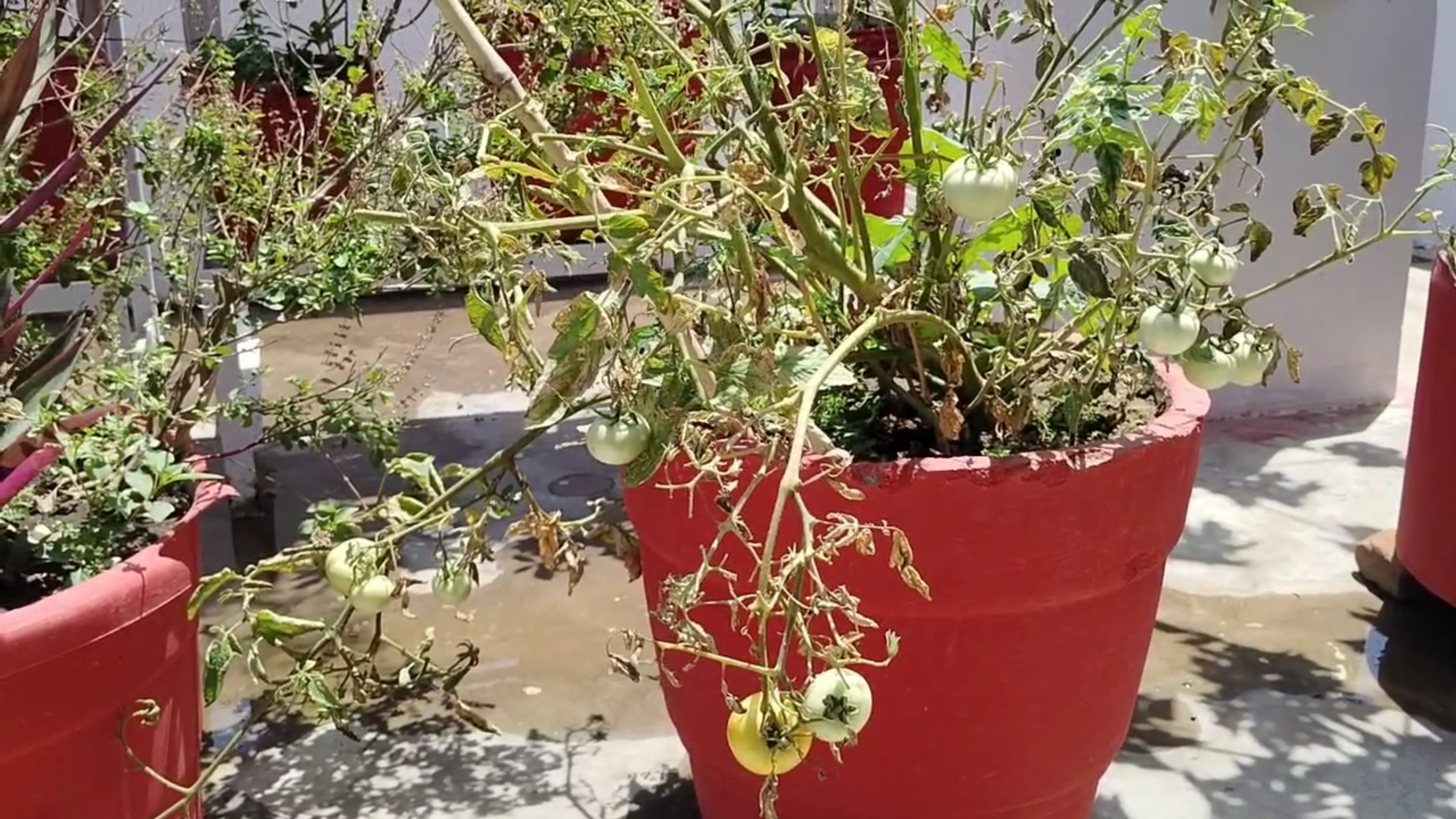 Rooftop Fruits And Vegetables