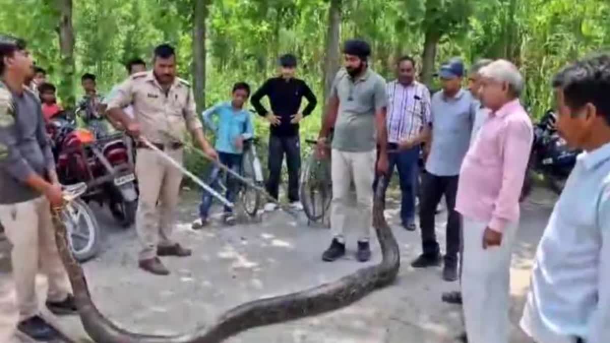 (13 feet long python weighing 125 kg seen Laksar) लक्सर में विशाल अजगर को देख कांप गई लोगों की रूह, देखें वीडियो - Python  Rescue in Laksar