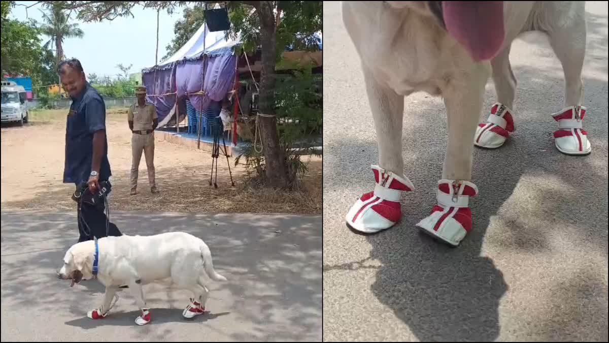 ஷூ அணிந்துள்ள மோப்ப நாய் ஜான்சி புகைப்படம்