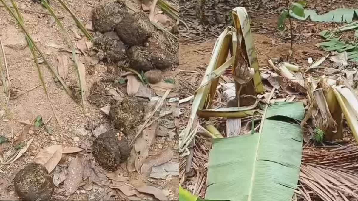 ELEPHANTS ATTACK AKAMALA KUZHIYODE  THRISSUR WILD ELEPHANTS  തൃശ്ശൂര്‍ ജനവാസ മേഖല കാട്ടാന  അകമല കുഴിയോട് കാട്ടാനകള്‍