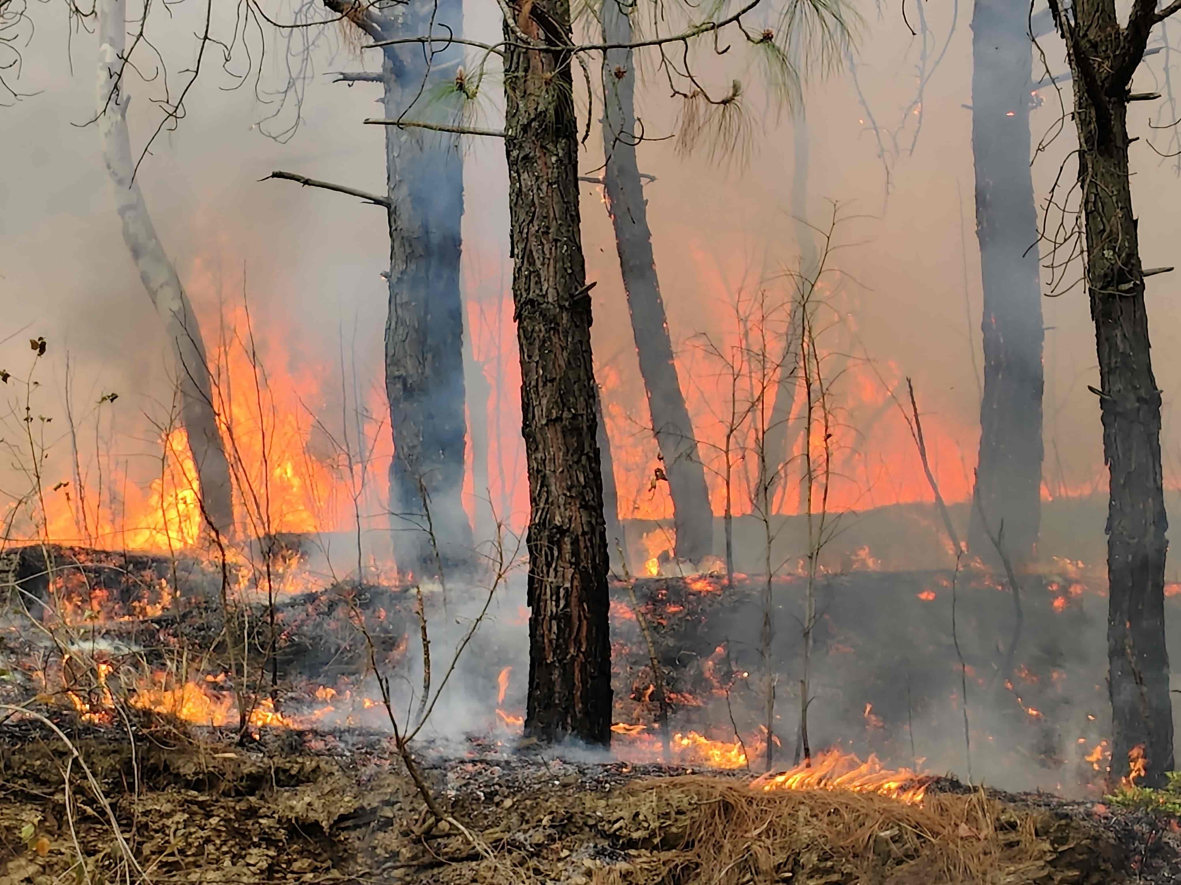 Uttarakhand Forest Fire