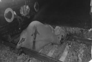 Elephant killed in palakkad to coimbatore mail train collision