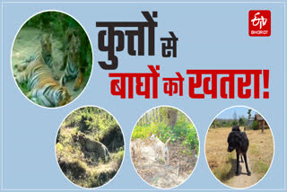 Corbett National Park Canine Distemper Virus