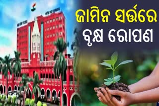 ଅଭିଯୁକ୍ତକୁ ଜାମିନରେ ବୃକ୍ଷ ରୋପଣ ସର୍ତ୍ତ, 200 ଗଛ ଲଗାଇବାକୁ ହାଇକୋର୍ଟଙ୍କ ନିର୍ଦ୍ଦେଶ