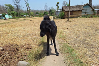 Generally dogs face a threat from tigers, but in Corbett National Park, tigers are in danger from dogs.