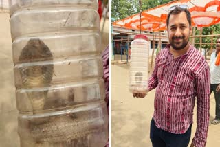 snake in Jashpur polling booth