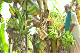 banana crops affected by heat