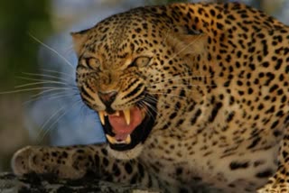 പുലി വീട്ടിനുള്ളിൽ കയറി  പുലിയുടെ ആക്രമണം  LEOPARD ENTERS HOUSE IN RAJASTHAN  LEOPARD FOUND IN JAIPUR