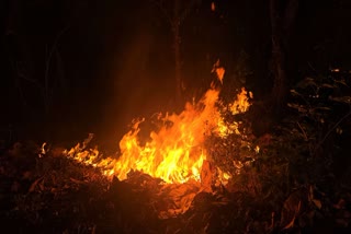 Fire broke out in Bailpadav forest