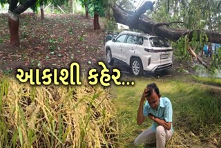 ડાંગરના ઉભેલા પાકને જમીનદોસ્ત