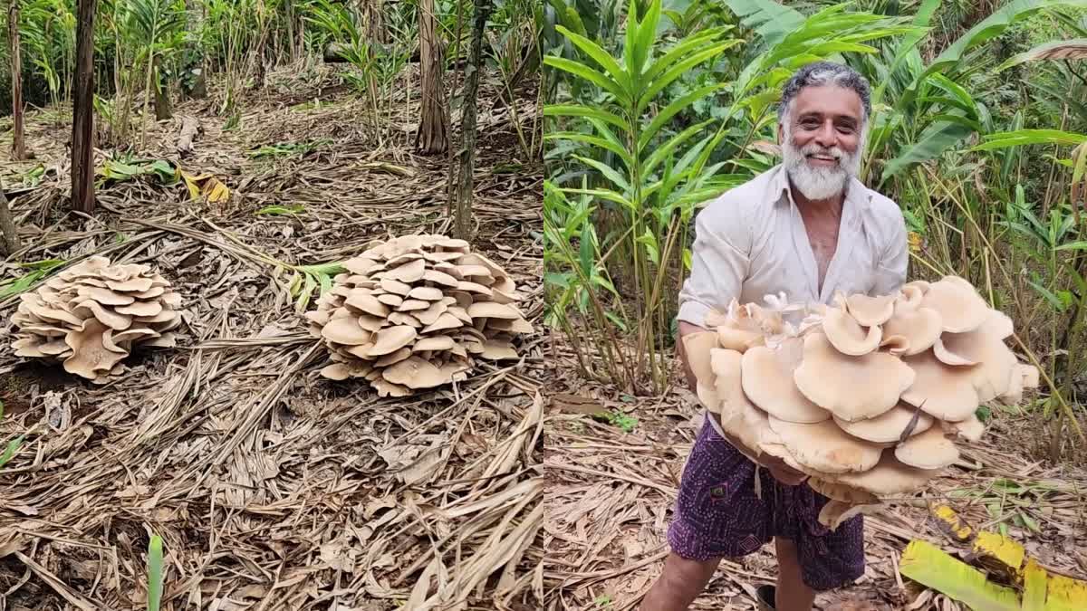 CARDAMOM  GIANT MUSHROOM  ഇടുക്കി കട്ടപ്പന  ഏലച്ചെടികളിൽ നിന്നും ഭീമൻ കൂൺ