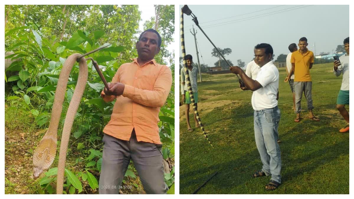 Snake Rescue In Giridih