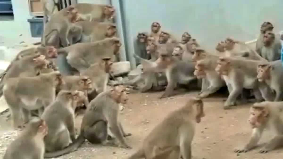 post mortem report of death of 32 monkeys in palamu