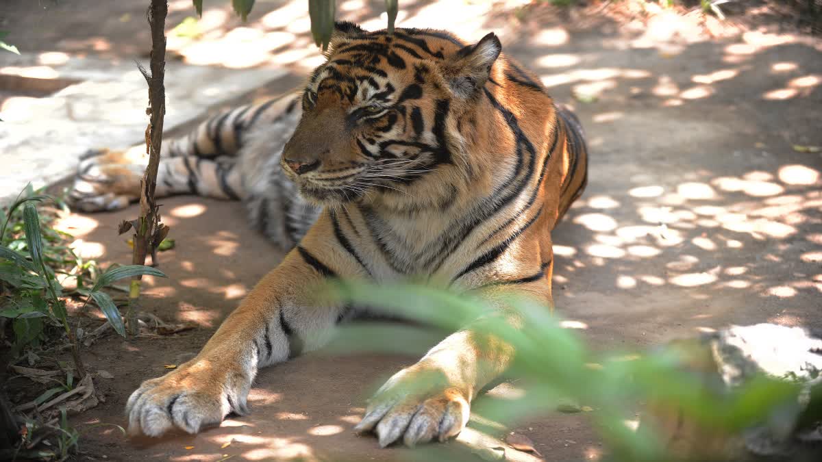 TIGER DIES IN BANDHAVGARH TIGER RESERVE