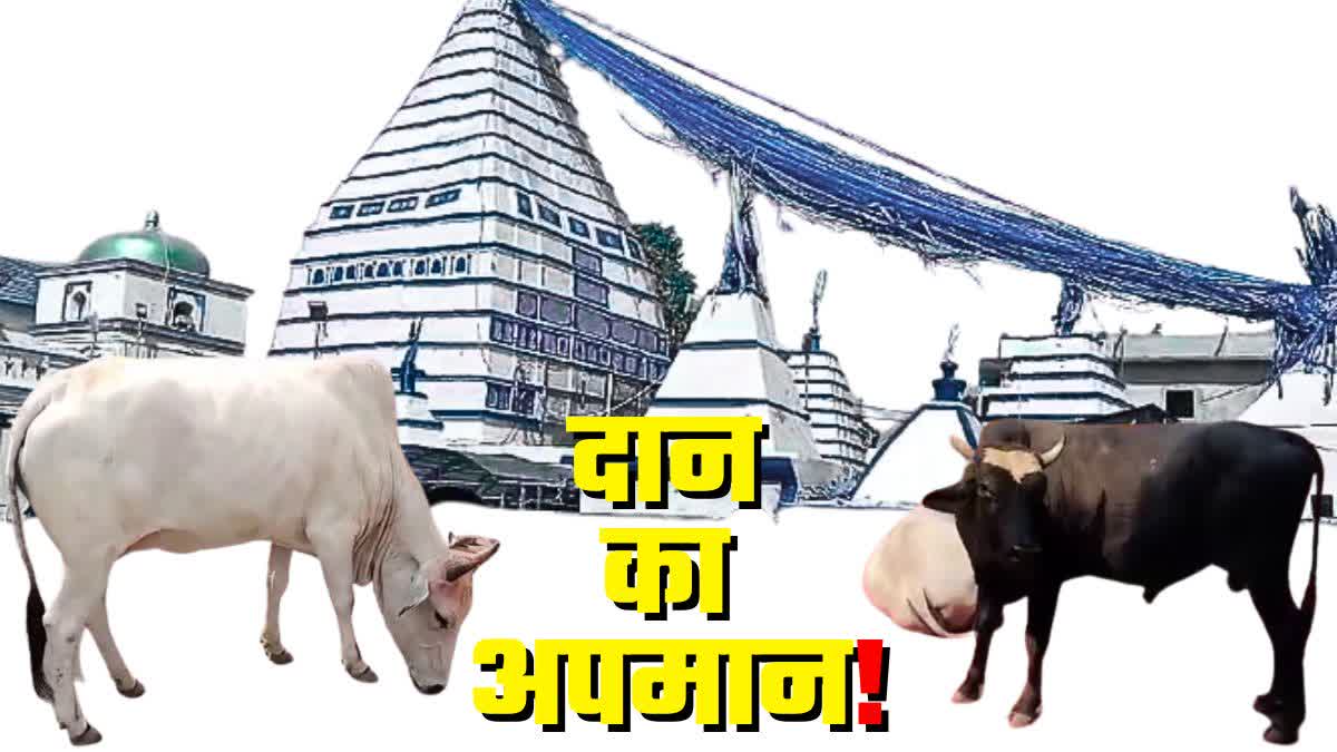 stray dogs attacked cattle at Basukinath tample campus in Dumka