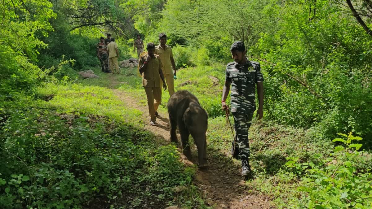 தாயை பிரிந்த குட்டி யானை