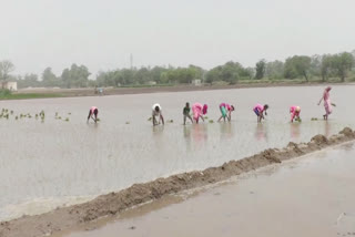 Paddy plantation in Haryana