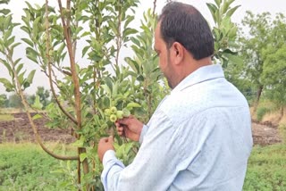 Apple Farming Shirdi