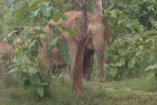 ELEPHANT TERROR IN MAYURBHANJ