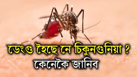 How to know if you have dengue or chikungunya? Know the difference between the two diseases