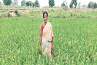 A woman farmer in Jangaon district