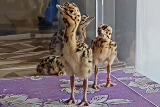 Operation Sindoor Inspires Unique Tribute From Wildlife Conservation Project
