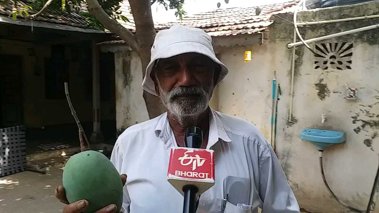 wonders of mango world