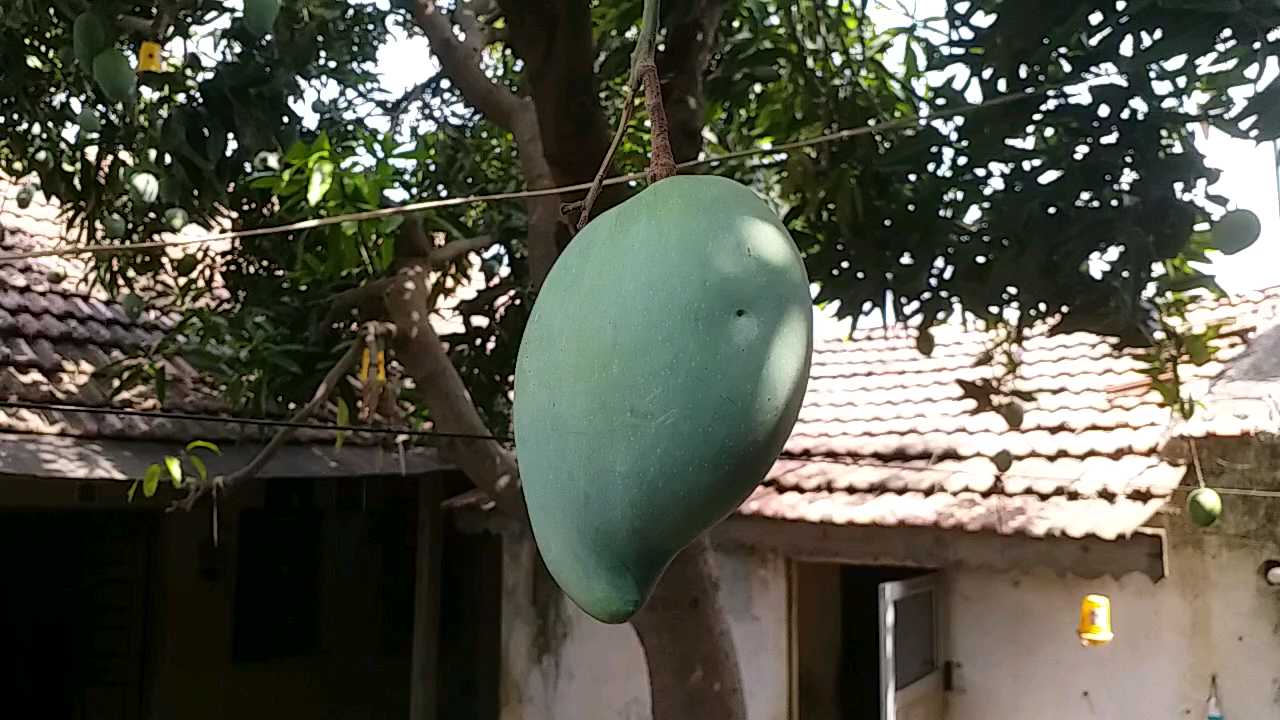 જાણો આંબાના દુનિયાની અજાયબી