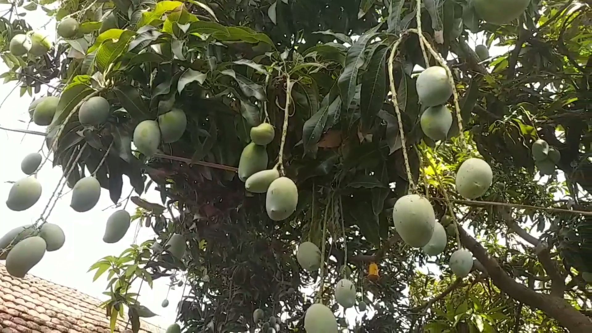 એક આંબા પર 12 જાતની કેરી