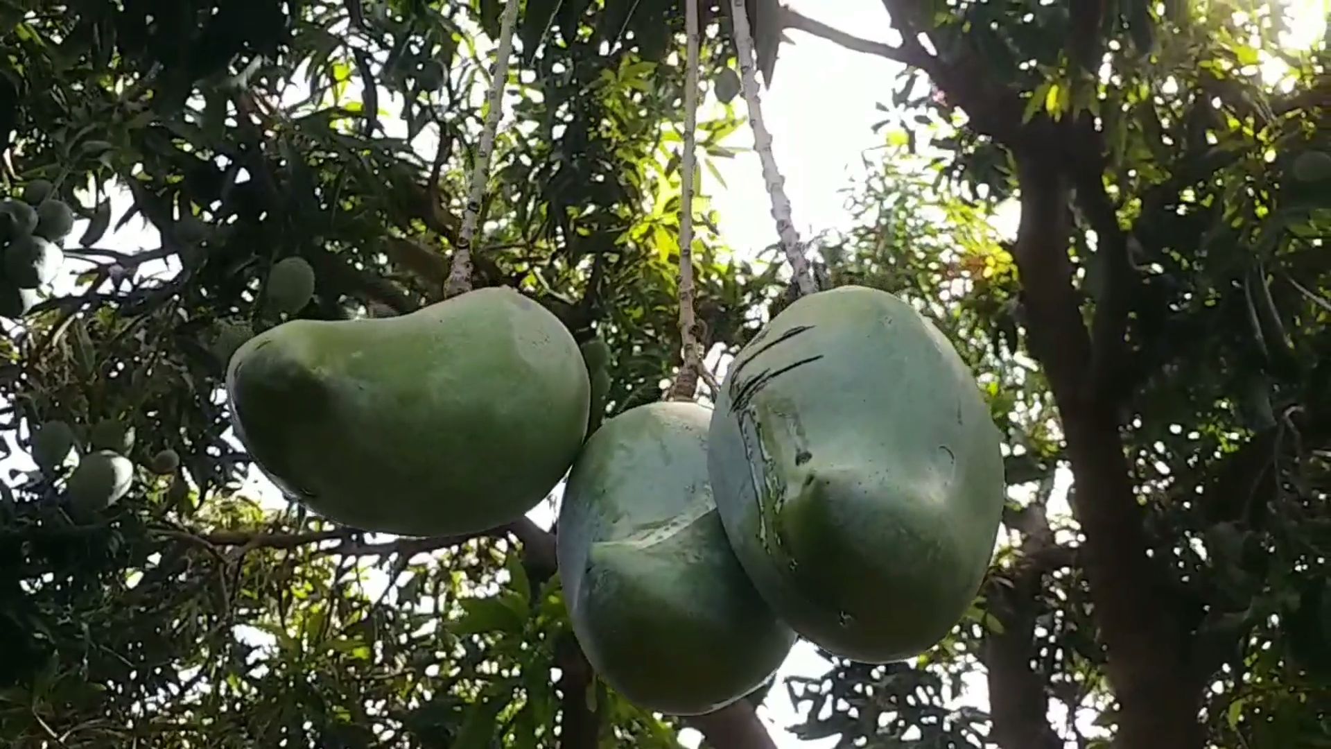 એક આંબા પર 12 જાતની કેરી