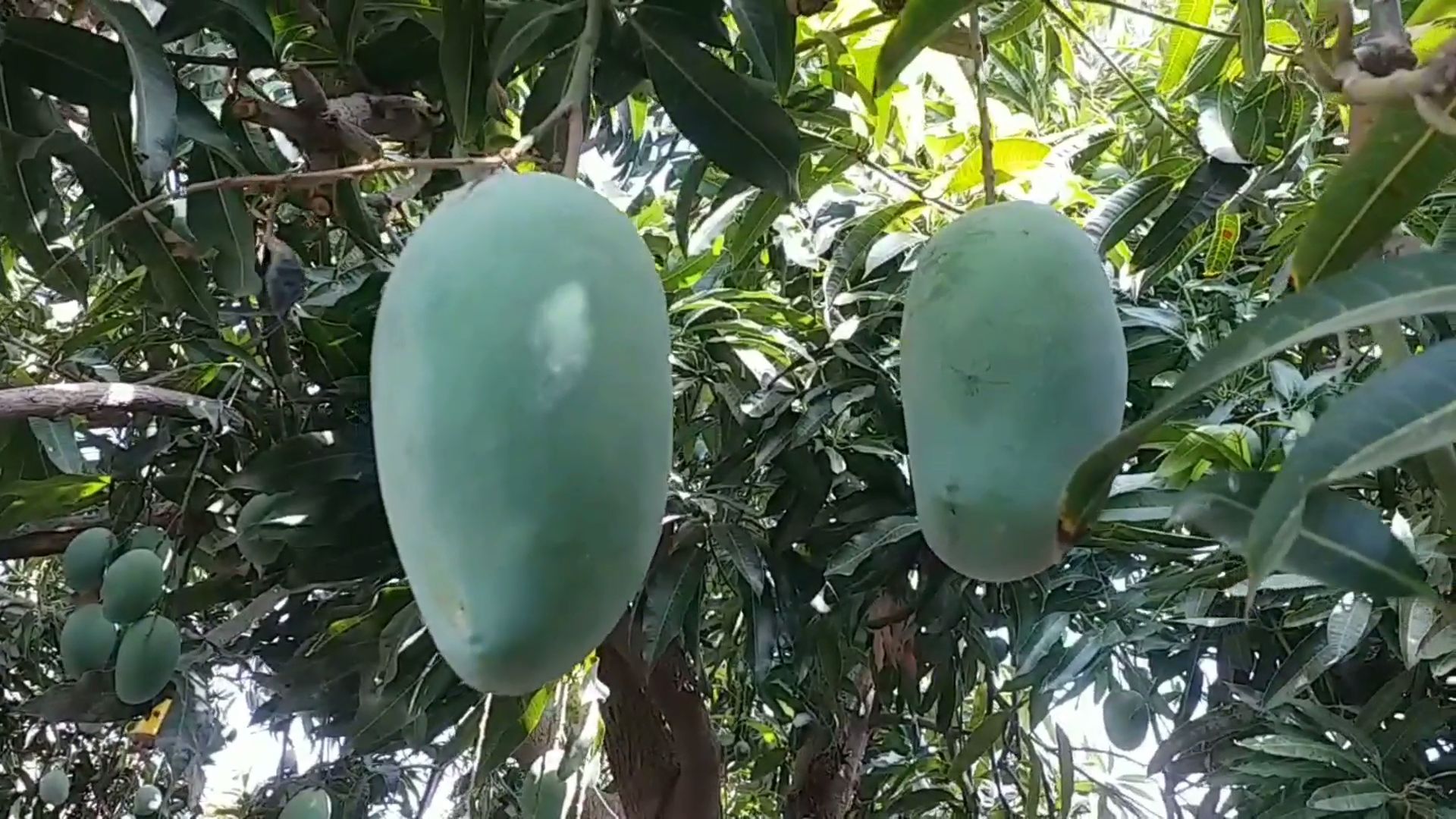 wonders of mango world