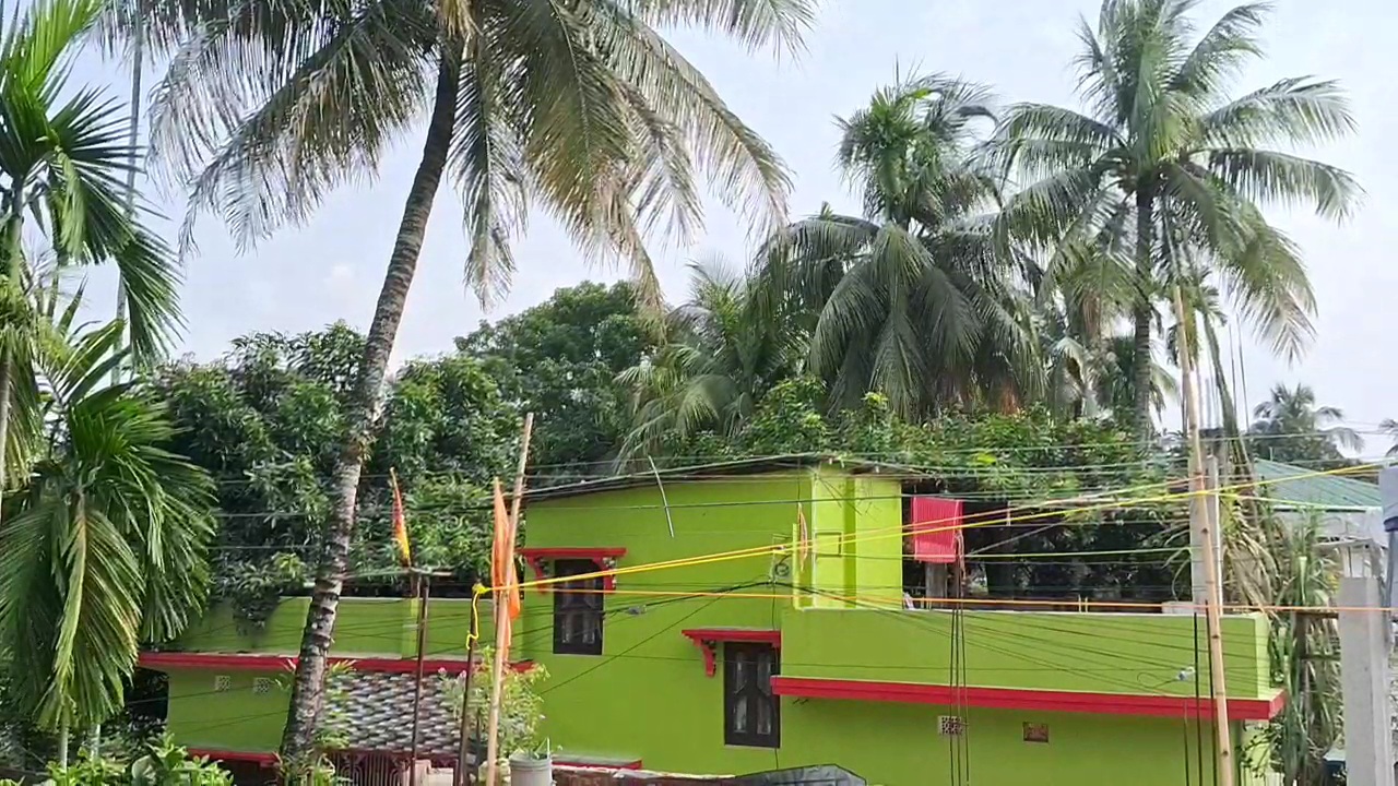Case Files Over Coconut Tree