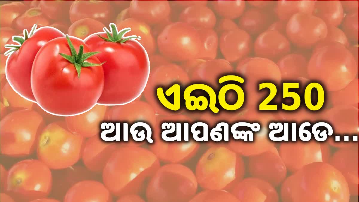 Tomatoes price hike in Gangotri Dha