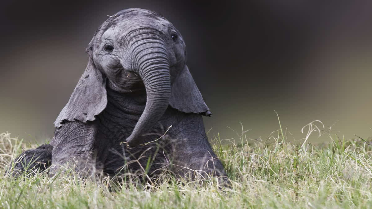 Death Of Baby Elephant