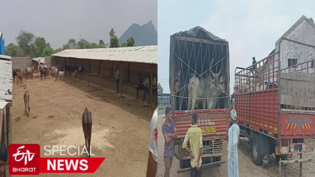 Sabarkantha News : રખડતી ગાયોની સમસ્યા ઉકેલવાનો હડિયોલ ગામના લોકોનો નવો અંદાજ સામે આવ્યો