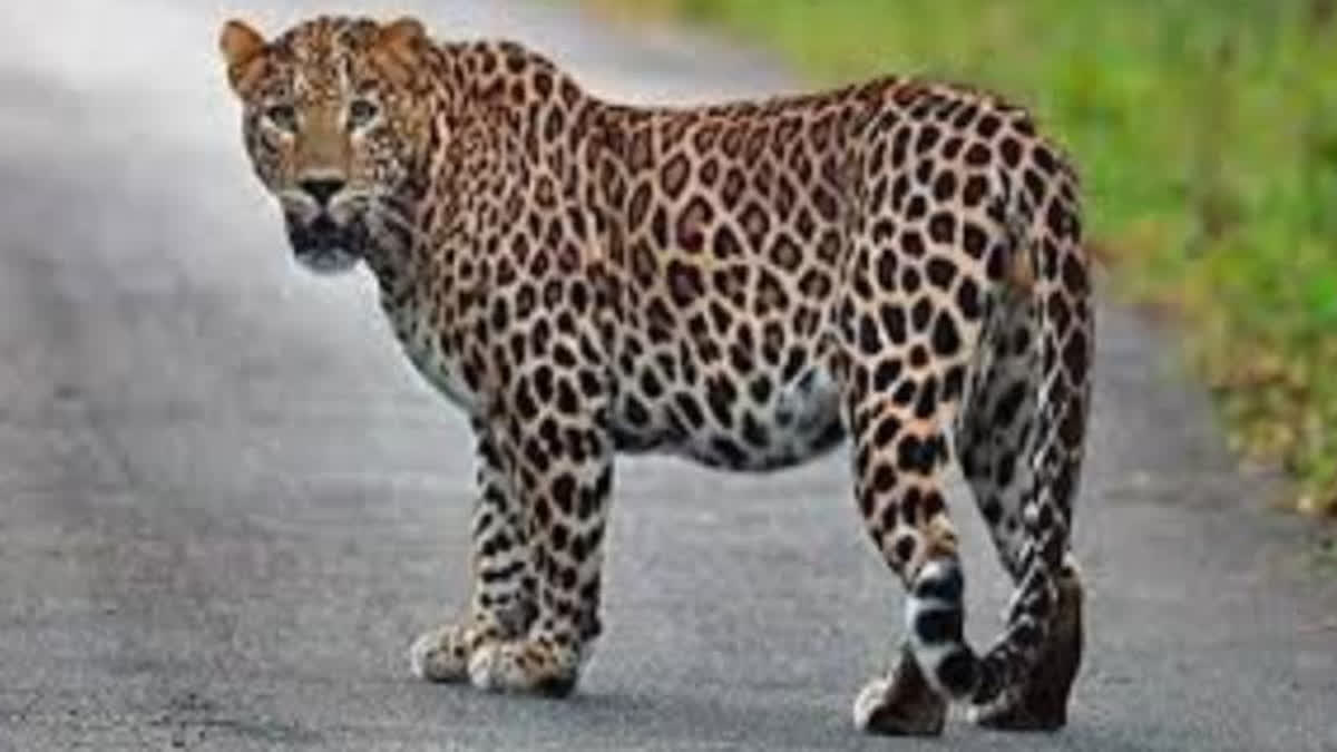 Panther seen in residential area of Jaipur, attacked on a calf