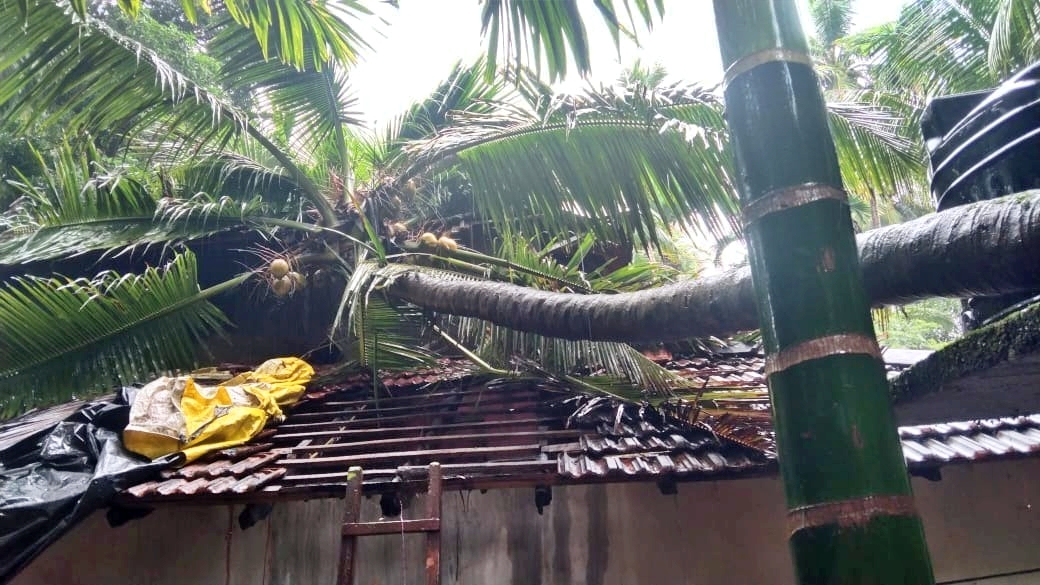 ಮನೆ ಮೇಲೆ ಬಿದ್ದಿರುವ ತೆಂಗಿನಕಾಯಿ ಮರ