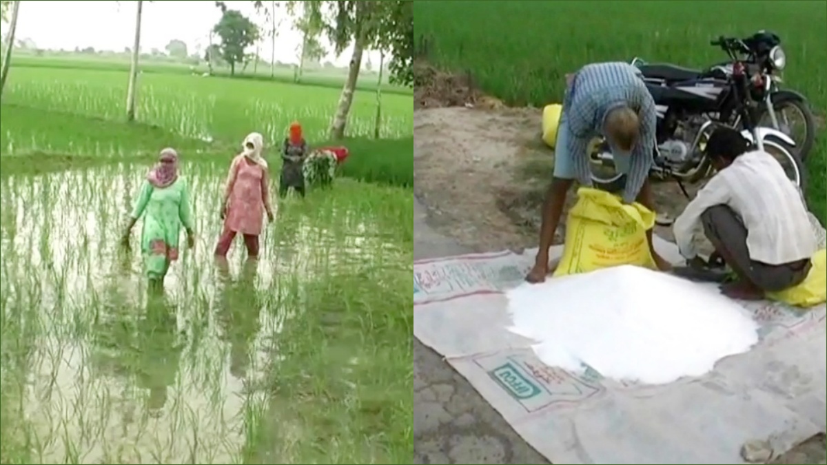 basmati paddy Cultivation in haryana