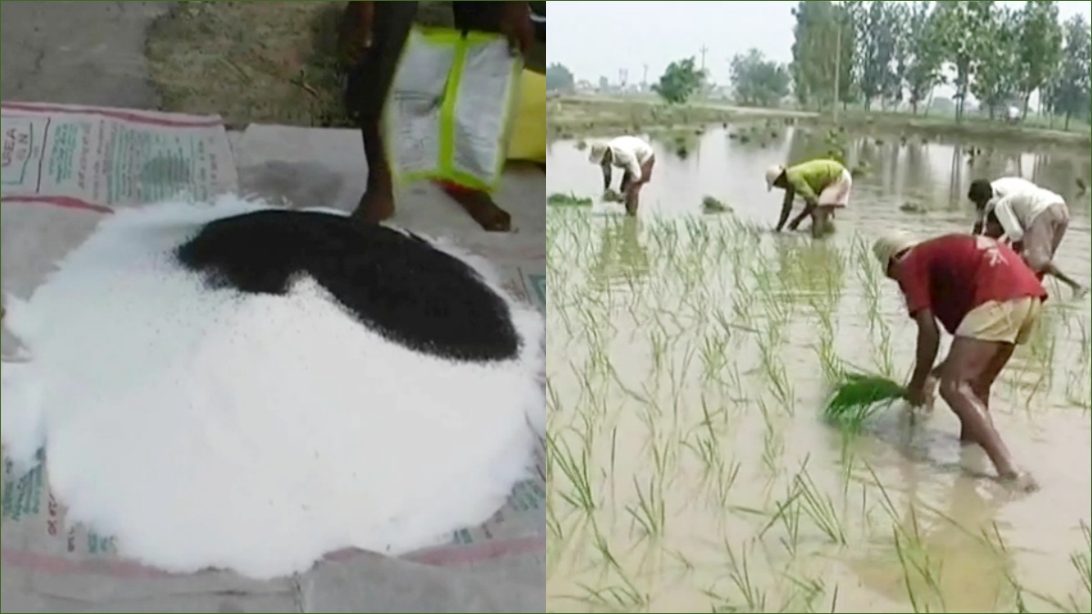 basmati paddy Cultivation in haryana