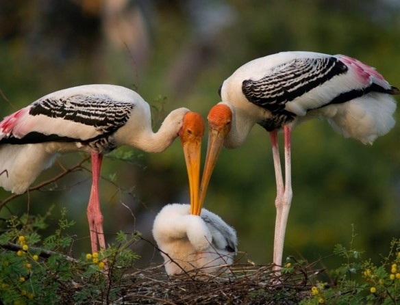 Keoladeo National Park