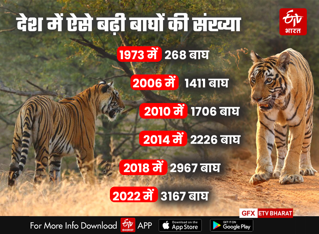 Tiger Population increasing